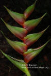 Heliconia bihai x caribaea 'Granny Smith'